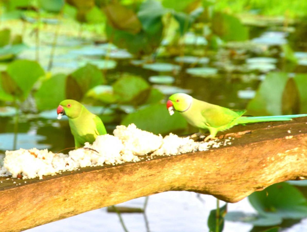 Meegahapokuna Resort Anuradhapura Eksteriør billede