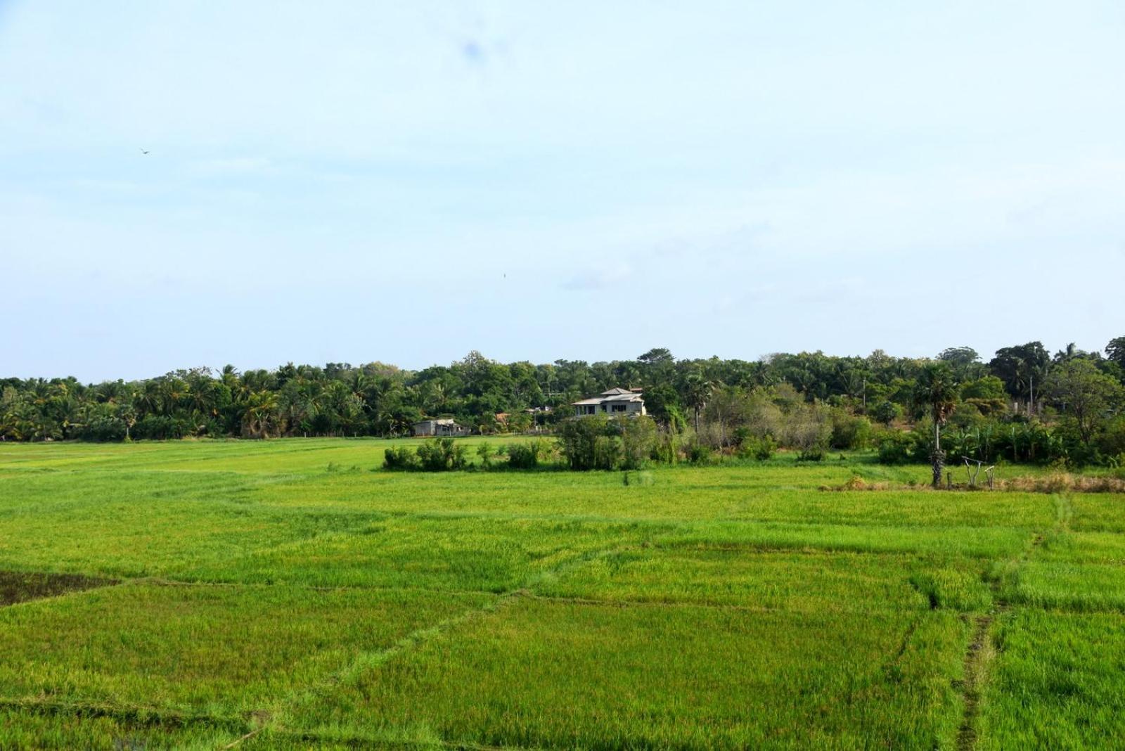 Meegahapokuna Resort Anuradhapura Eksteriør billede